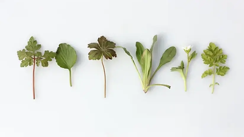 Fresh & Dried Herbs